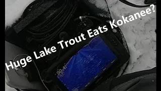 Huge Lake Trout Eats Kokanee on Live Scope