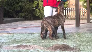 Dogo Canario Rüde Manto von den Pretorianern 6 Monate 32 kg und 55 cm