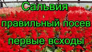 🌸#Сальвия. Правильный посев семян. Первые всходы.