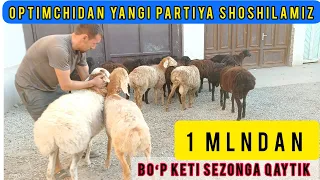 OPTIMCHI  1 mln DAN qivordi SHOSHILSMIZ