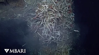The deepest hydrothermal vents in the Gulf of California