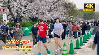 4k hdr japan travel 2024 | Cherry blossoms in Ueno Park（上野公園）Tokyo  |  Best sakura viewing place