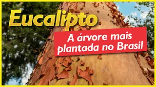 Eucalipto: a espécie florestal mais plantada no Brasil