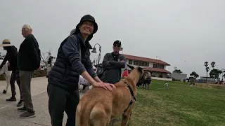 Cash 2.0 Great Dane meeting new people in Ventura Harbor 28