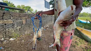 Wow!!! Big fish and shrimp fishcathing with net