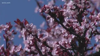 Suffering from spring allergies? Try these tips to find relief