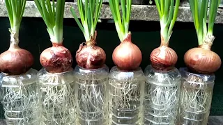 Amazing Growing Red Onion with water and fast grow root - my agriculture