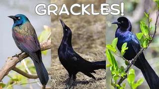 All About Grackles!