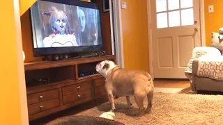 Bulldog Reaction to Annabelle Comes Home-Official Trailer