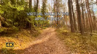 Calm of the April forest: 4K virtual walk through the awakening April forest.