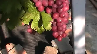 Сорт винограда "Пестрый" - сезон 2019 # Grape sort "Pestryj"