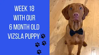 Week 18 with our 6 month old Vizsla puppy