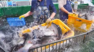 The whole Process of an Amazing Salmon farm | Korean food