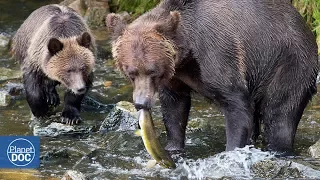 Salmones Salvajes de Alaska