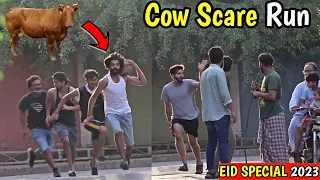 Ultimate Cow Scare Run Prank | EID Special 2023 | LahoriFied