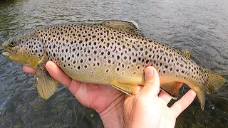 Fly Fishing for "BIG" Wild Trout of the Upper Delaware, "Fishcation" spot #3