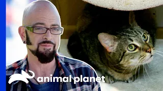 This Cat's Incredible Transformation Surprises Jackson | My Cat From Hell