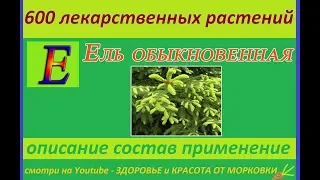 ель обыкновенная 600 лекарственных растений