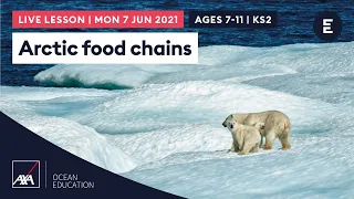 Arctic food chains | AXA Arctic Live 2021 | KS2 / ages 7-11