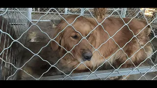 Dogs Rescued From China Meat Trade 2021 - First Transport Has Arrived!