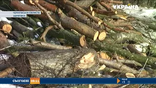 Селяни і депутати звинувачують підприємців у незаконному вирубуванні лісу на Чернігівщині