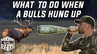 How To Bugle And Situational Calling (HOW TO CALL ELK)
