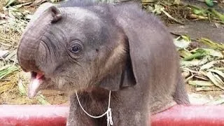 象の赤ちゃん　Naughty baby elephant in Bangkok-Thailand