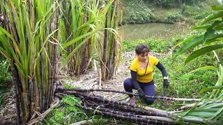 Harvesting Purple Sugar Cane Go To Market Sell - Cooking | Nhất Daily Life