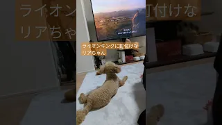 実写版ライオンキングつけたら見入ってた犬