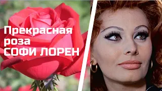 Роза Софи Лорен|Sophia Loren|Прекрасный цветок с характером