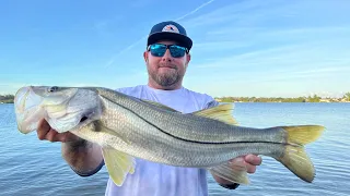 Winter snook fishing in Tampa Bay!