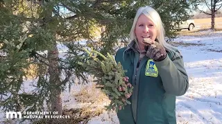 Harvesting Black Spruce Cones