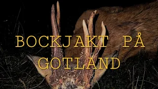 Bockjakt på Gotland 2023 - Guldbocken