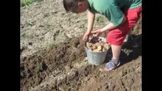 Садимо картоплю метод Edmonda 1.AVI