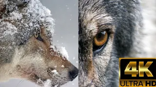 Wolf || Wild Animal of the forest || Wolves || 4K Ultra HD quality || Canine ||