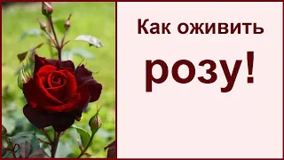 Как оживить розу 🌹 Реанимация роз после заморозков 🌹