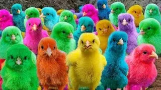 Hewan Lucu Kelinci , Ayam Warna-warni,Ayam Lucu Dunia,Ayam Seluruh Dunia, Bulu Warna-warni🐤