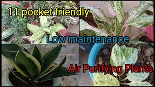 नर्सरी जाये तो ये पौधे लाना न भूले | Best pocket friendly air purifying plants |