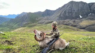 Alaska Dall Sheep Hunt 2023