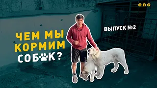 Чем мы кормим наших алабаев. 2 выпуск. Питомник Актобет