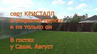 КРИСТАЛЛ и не только. Август.  В гостях у Саши