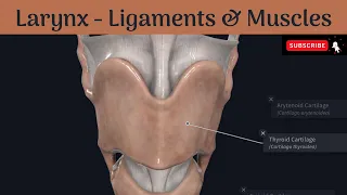 Ligaments & Muscles of the larynx | Extrinsic & Intrinsic | Attachments | Nerve supply | Actions