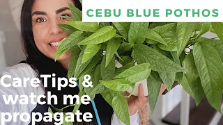 My Cebu Blue Pothos care tips and watch me propagate