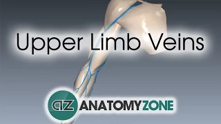 Upper Limb Veins - 3D Anatomy Tutorial