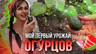 1 июля я скушала первый огурчик со своей грядки 🤗)))! #огород