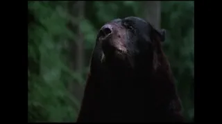 Bear (Shadow of the hawk 1976) sounds