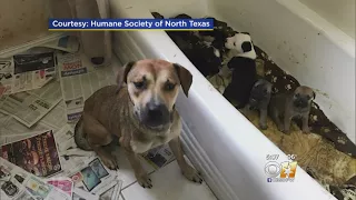 More Than 100 Animals Rescued Tuesday