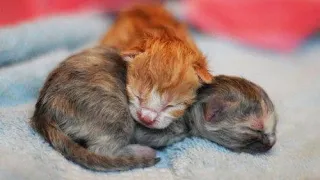 😍OMG So Cute Cats ♥ Best Funny Cat Videos 2021😍#3