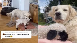 Doting Golden Adopts Tiny Lamb Whose Mother Rejected Him And Now He’s Thriving