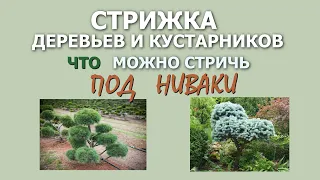 Что можно стричь под Ниваки (цикл "Стрижка деревьев и кустарников" ч.3)